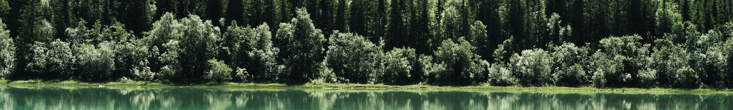 Bosque reflejándose en lecho del rio