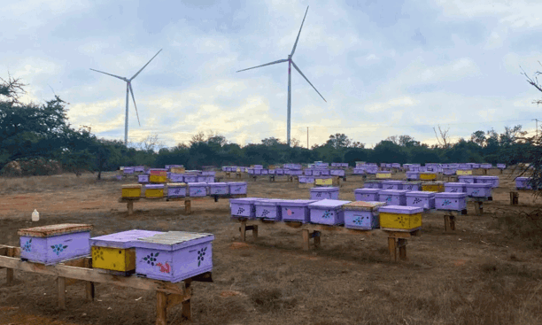 Apicultura en centrales eólicas