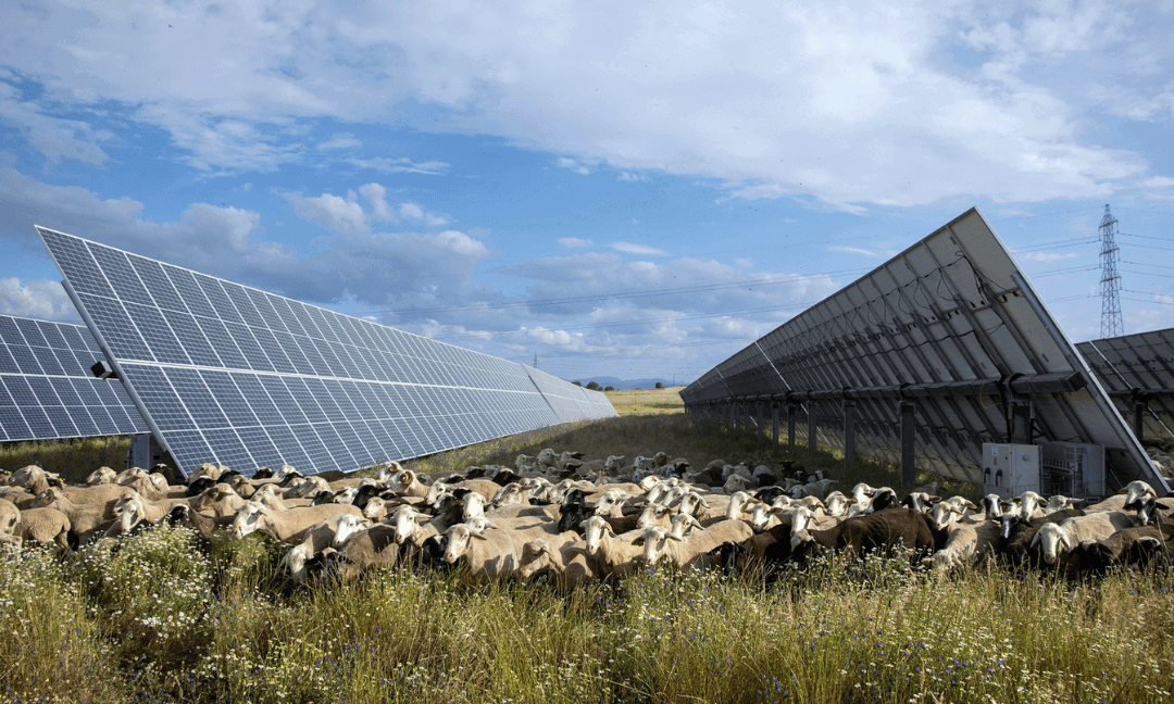 Planta Talayuela solar.png