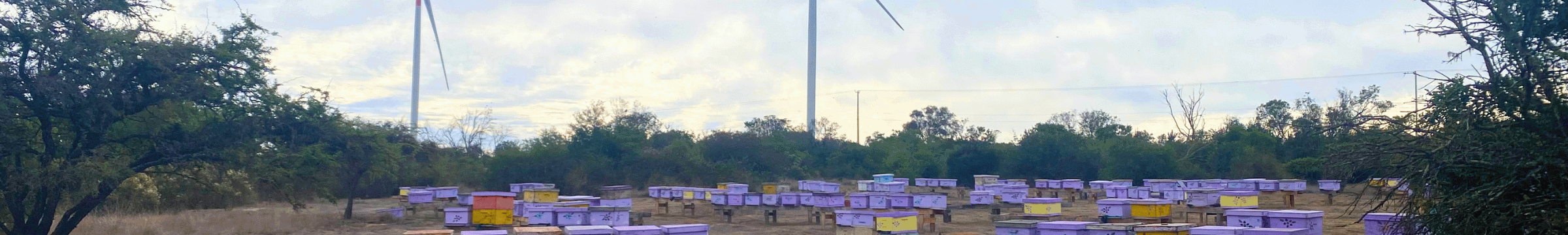 Paisaje con colmenas de abejas junto a aerogeneradores