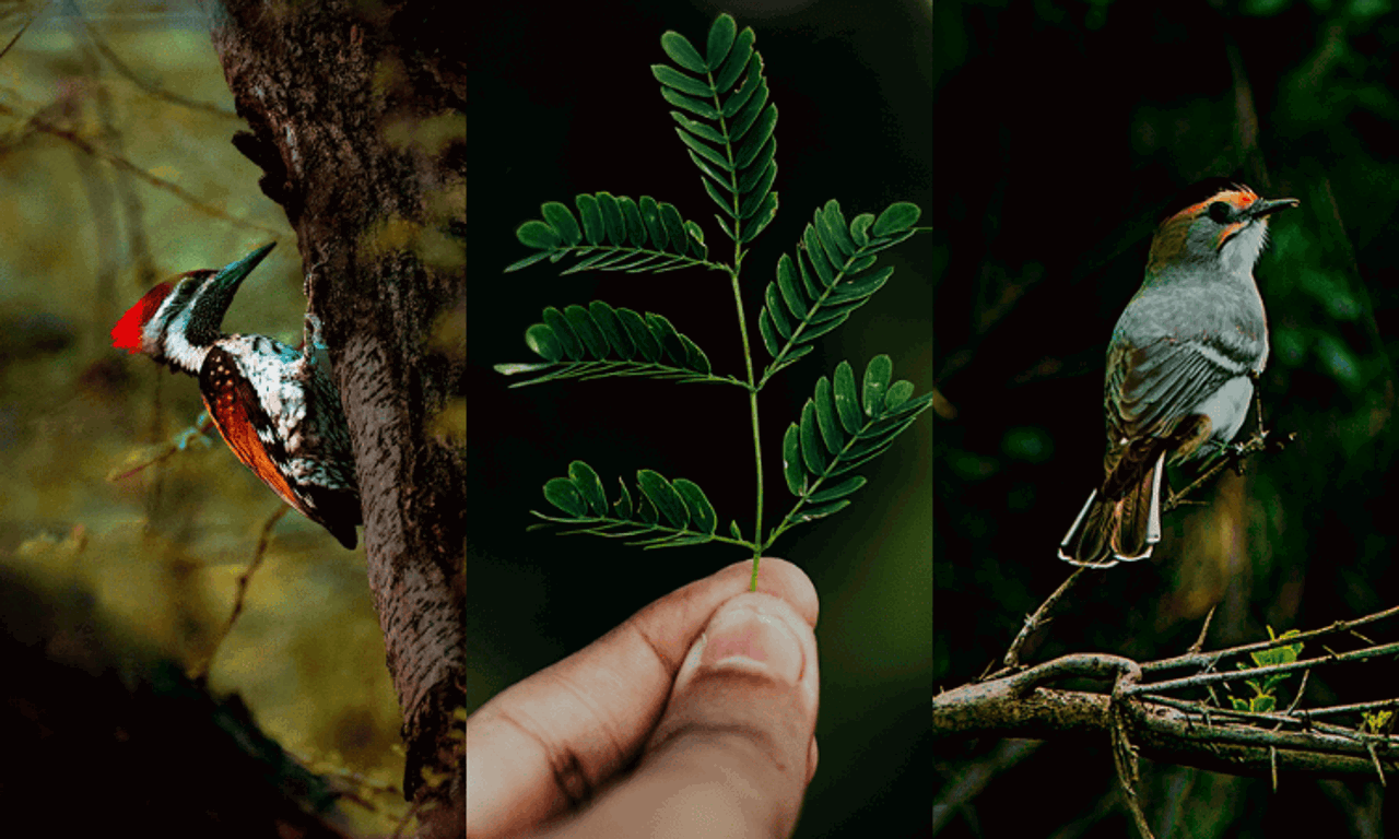 imagen de bosque verde y aves autóctonas