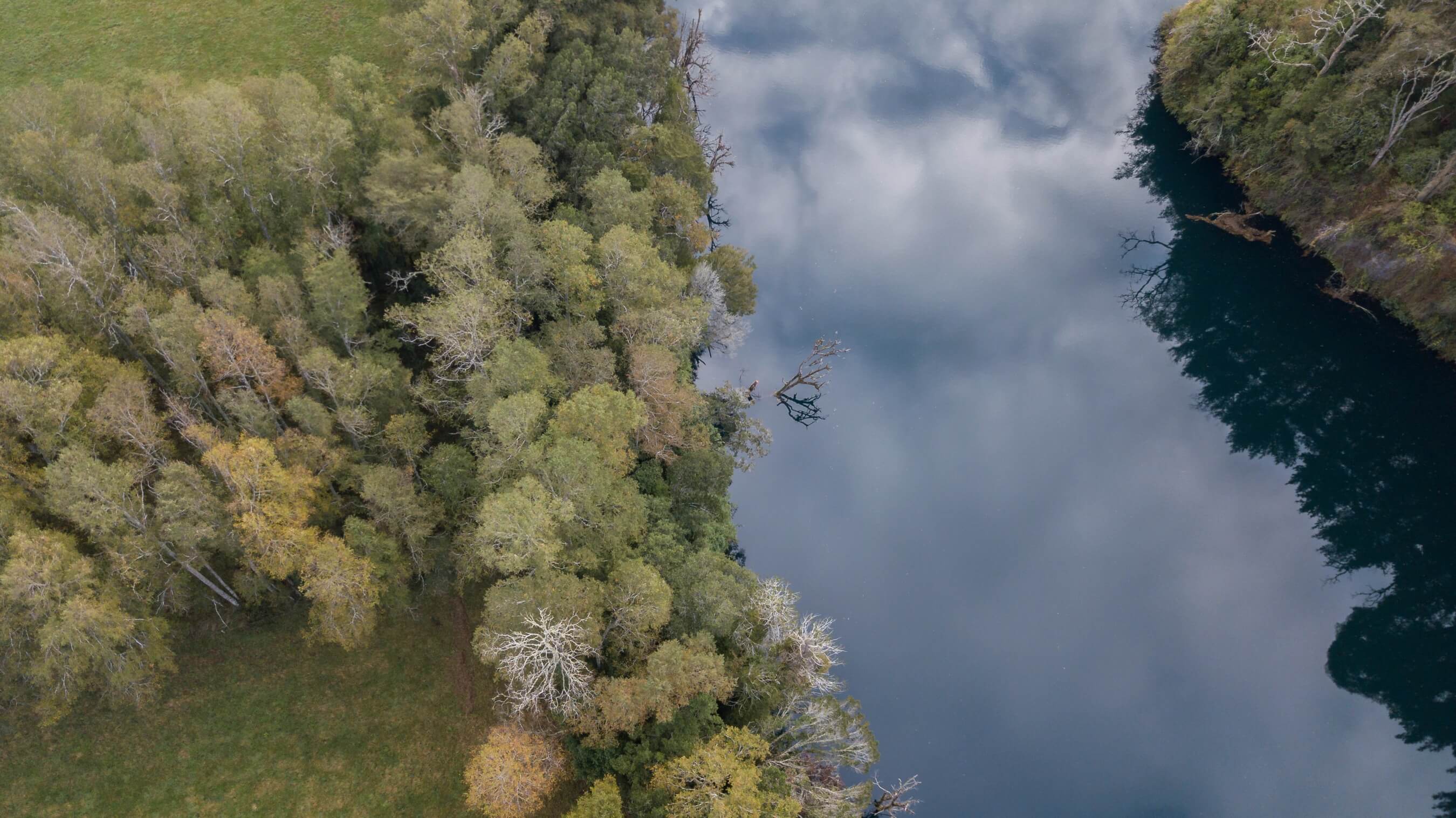 Vista aérea del río contiguo a un bosque