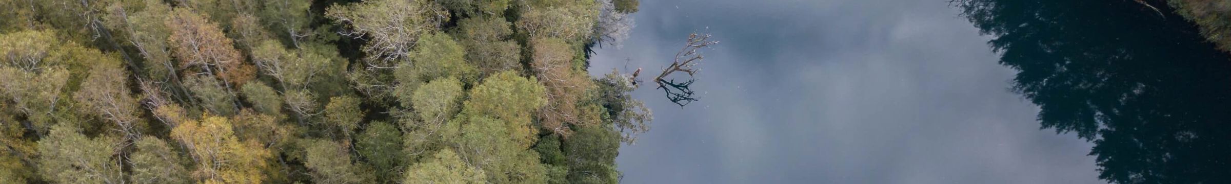 Vista aérea del río contiguo a un bosque