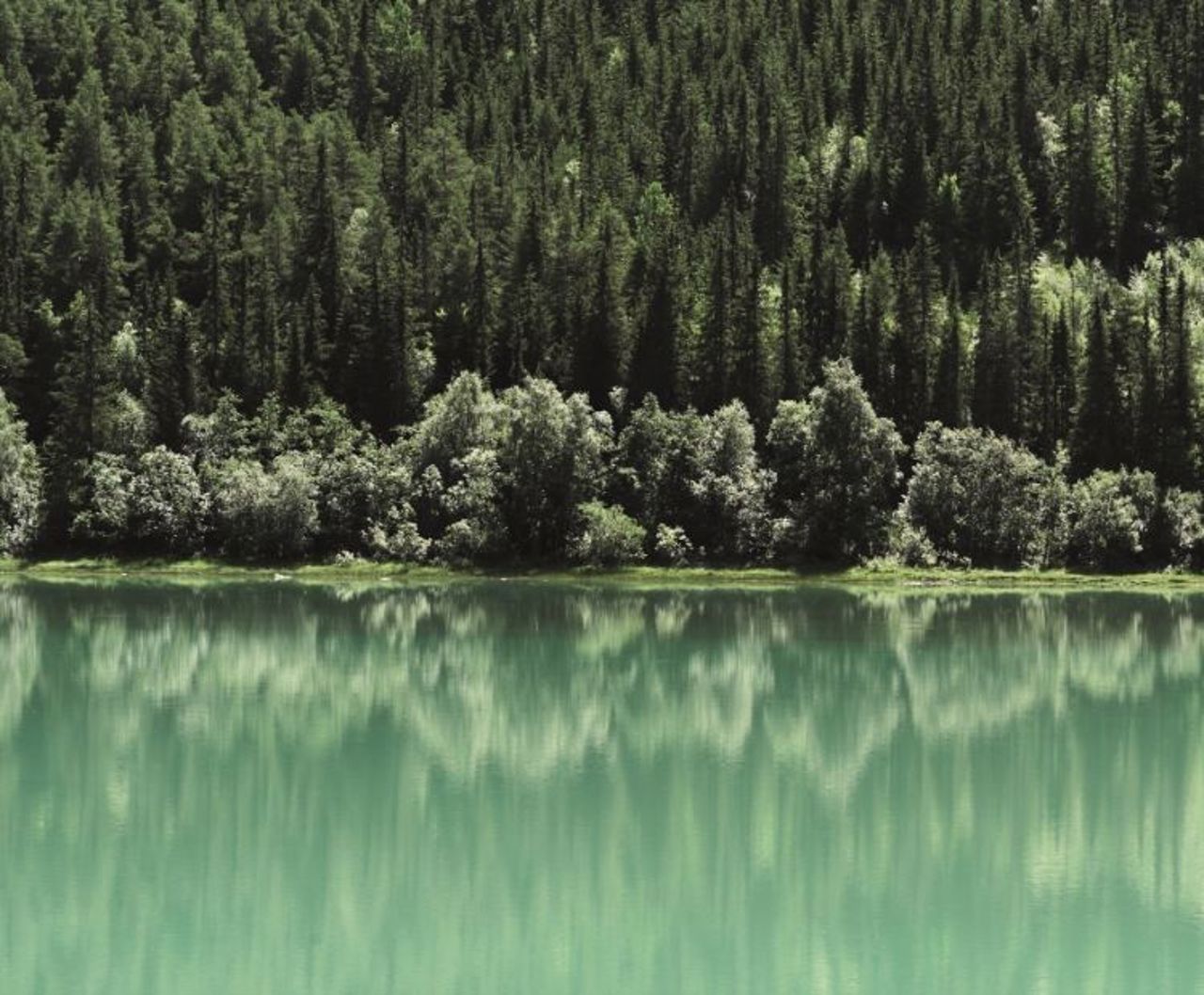 reflejo de bosque en un lago verde sostenible